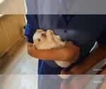 Small #5 Maltipoo