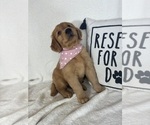 Small #3 Golden Retriever