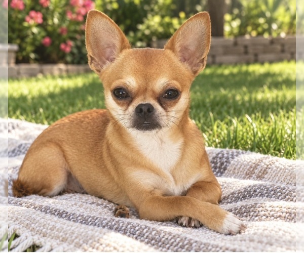 Medium Photo #1 Chihuahua Puppy For Sale in CAPE CORAL, FL, USA