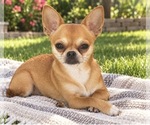 Small Chihuahua