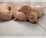 Small Photo #25 Bichon Frise Puppy For Sale in ORLANDO, FL, USA