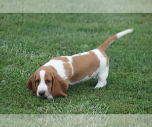 Medium Basset Hound