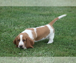 Puppy JILL Basset Hound