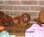 Small #3 Cavapoo