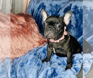 French Bulldog Puppy for sale in BOSTON, MA, USA