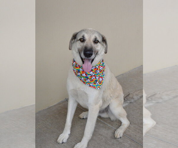 Medium Photo #3 Great Pyrenees-Unknown Mix Puppy For Sale in McKinney, TX, USA