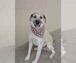 Small #2 Great Pyrenees Mix