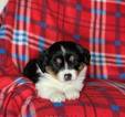 Small Photo #9 Miniature American Shepherd Puppy For Sale in BONAIRE, GA, USA