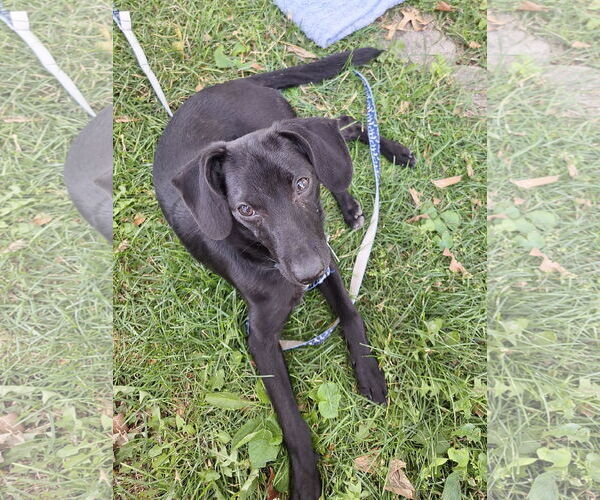 Medium Photo #3 Labrador Retriever-Unknown Mix Puppy For Sale in Plainfield, IL, USA