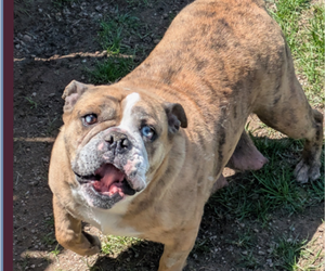 Mother of the English Bulldog puppies born on 04/18/2025