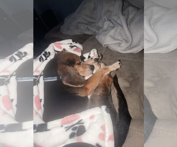 Medium Photo #6 Beagle Puppy For Sale in Tampa, FL, USA