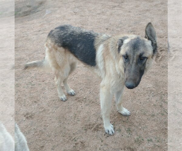Medium Photo #5 German Shepherd Dog-Unknown Mix Puppy For Sale in Apple Valley, CA, USA