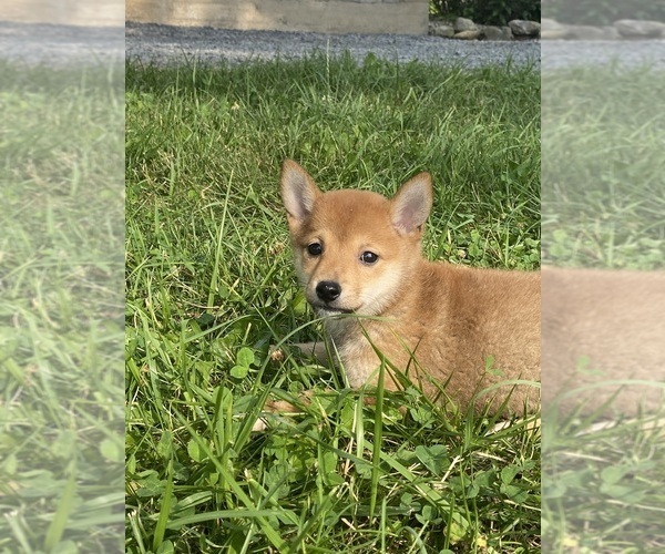Medium Photo #5 Shiba Inu Puppy For Sale in CANOGA, NY, USA