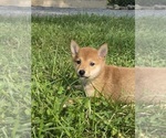 Small #4 Shiba Inu