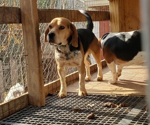 Father of the Beagle puppies born on 08/24/2025