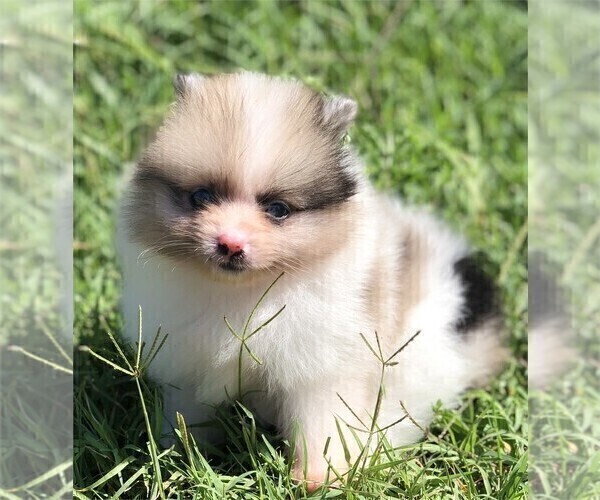 Medium Photo #13 Pomeranian Puppy For Sale in PALM BEACH, FL, USA