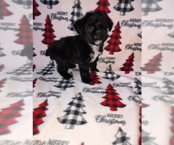 Medium Photo #4 YorkiePoo Puppy For Sale in LAPEER, MI, USA