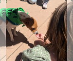 Small #5 Rat Terrier Mix