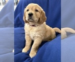 Small Photo #3 Golden Retriever Puppy For Sale in BRANDON, FL, USA