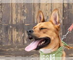 Small #32 American Staffordshire Terrier-German Shepherd Dog Mix