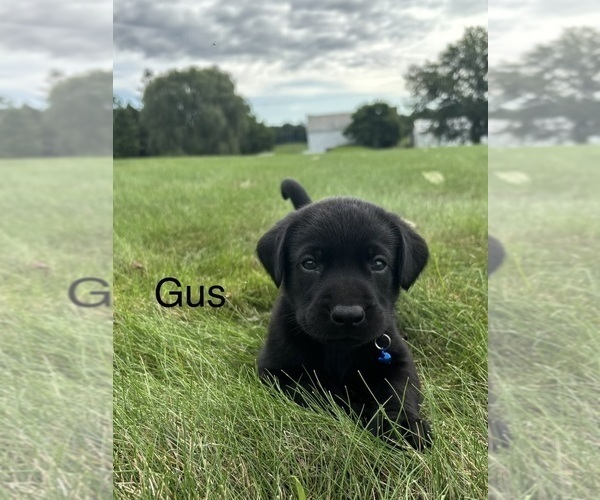 Medium Photo #13 Labrador Retriever Puppy For Sale in FREDERICKSBG, OH, USA