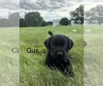 Small #12 Labrador Retriever
