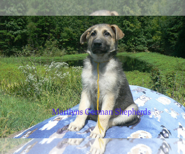 Medium Photo #5 German Shepherd Dog Puppy For Sale in PIEDMONT, MO, USA