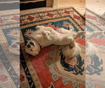 Small #5 Great Pyrenees