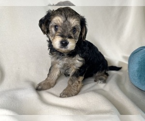 YorkiePoo Puppy for Sale in ROCK HILL, South Carolina USA