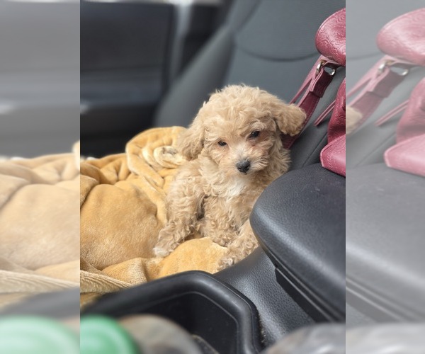 Medium Photo #51 Poodle (Toy) Puppy For Sale in DYERSBURG, TN, USA