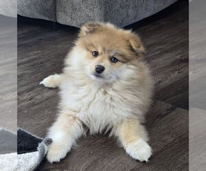Pomeranian Puppy for sale in THORP, WI, USA