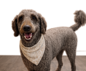 Father of the Double Doodle puppies born on 08/02/2026