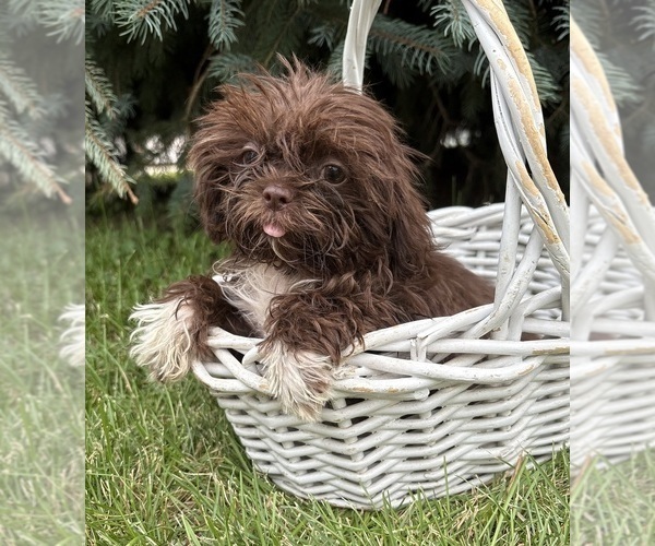 Medium Photo #3 Shih Tzu Puppy For Sale in MIDDLEBURY, IN, USA