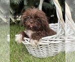 Small #2 Shih Tzu