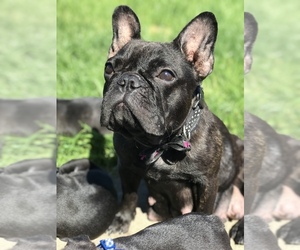 Father of the French Bulldog puppies born on 05/03/2019