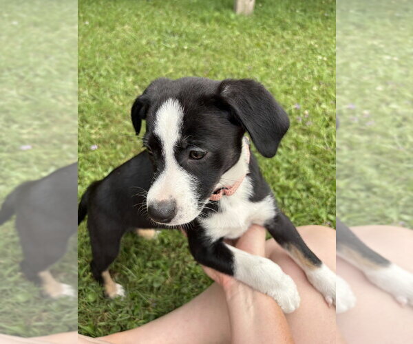 Medium Photo #3 Labrador Retriever-Unknown Mix Puppy For Sale in Brewster, NY, USA
