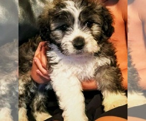 Shih Tzu Puppy for sale in CALDWELL, ID, USA