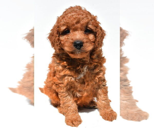 Medium Photo #55 Goldendoodle mix (+ Poodle Miniature) Puppy For Sale in DURHAM, CT, USA