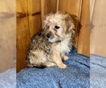 Small Photo #11 Morkie Puppy For Sale in SILVER LAKE, IN, USA