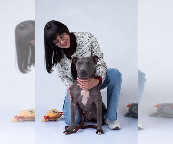 Medium Photo #2 Mutt Puppy For Sale in Oak Bluffs, MA, USA