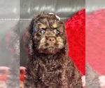 Small Photo #5 Cavapoo Puppy For Sale in ELMHURST, IL, USA