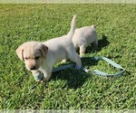 Small Photo #7 Labrador Retriever Puppy For Sale in SILSBEE, TX, USA
