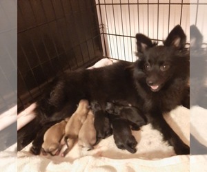 Mother of the Pomeranian puppies born on 10/17/2020