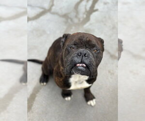 Bullmastiff Dogs for adoption in Oak Bluffs, MA, USA