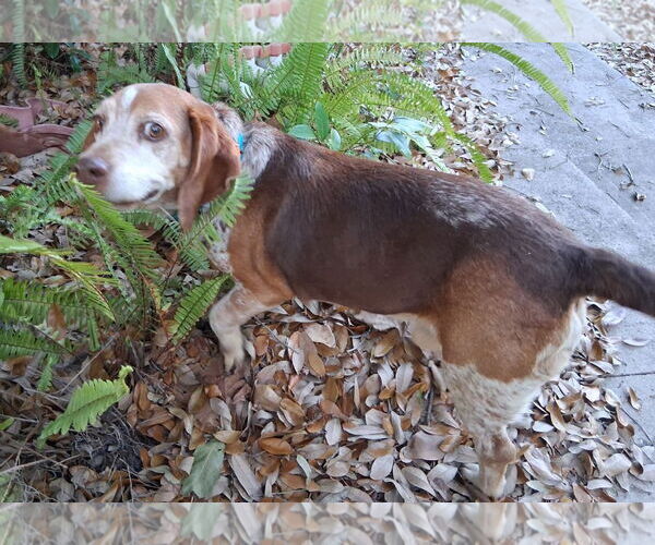 Medium Photo #4 Beagle Puppy For Sale in Dunnellon, FL, USA