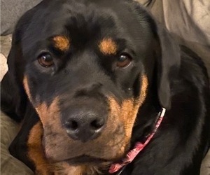 Mother of the Rottweiler puppies born on 12/29/2023