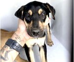 Small #1 Labrador Retriever Mix