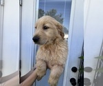 Small Photo #16 Golden Retriever Puppy For Sale in CHAMPIONS GATE, FL, USA