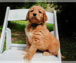 Small Photo #6 Goldendoodle Puppy For Sale in ASHFORD, WA, USA
