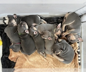 French Bulldog Litter for sale in WEBB CITY, MO, USA